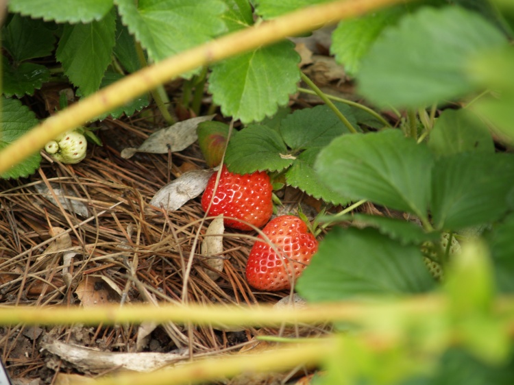 Strawberries, luscious and red, partially hidden beneath green leaves