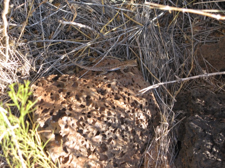 A hidden lizard in Utah, well camouflaged on a rock