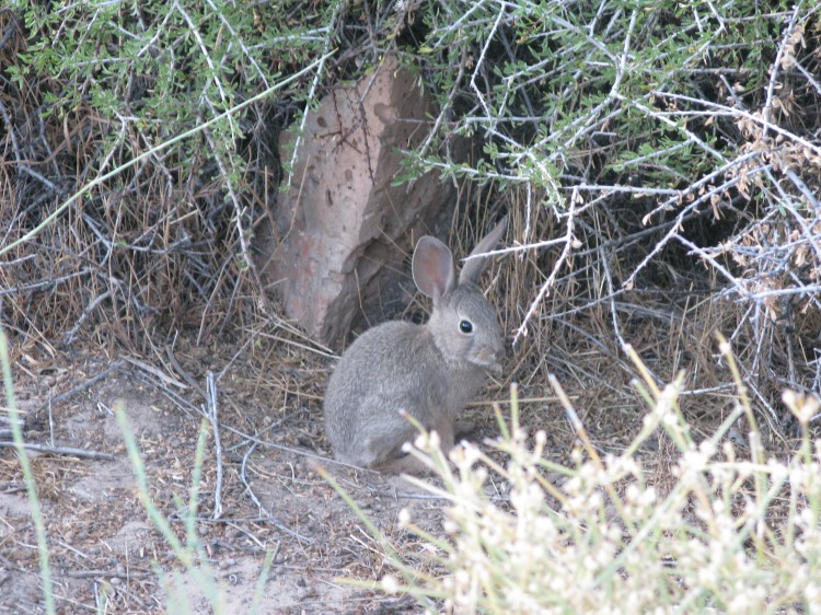 A rabbit, hidden in the brush, bounds into view and stops